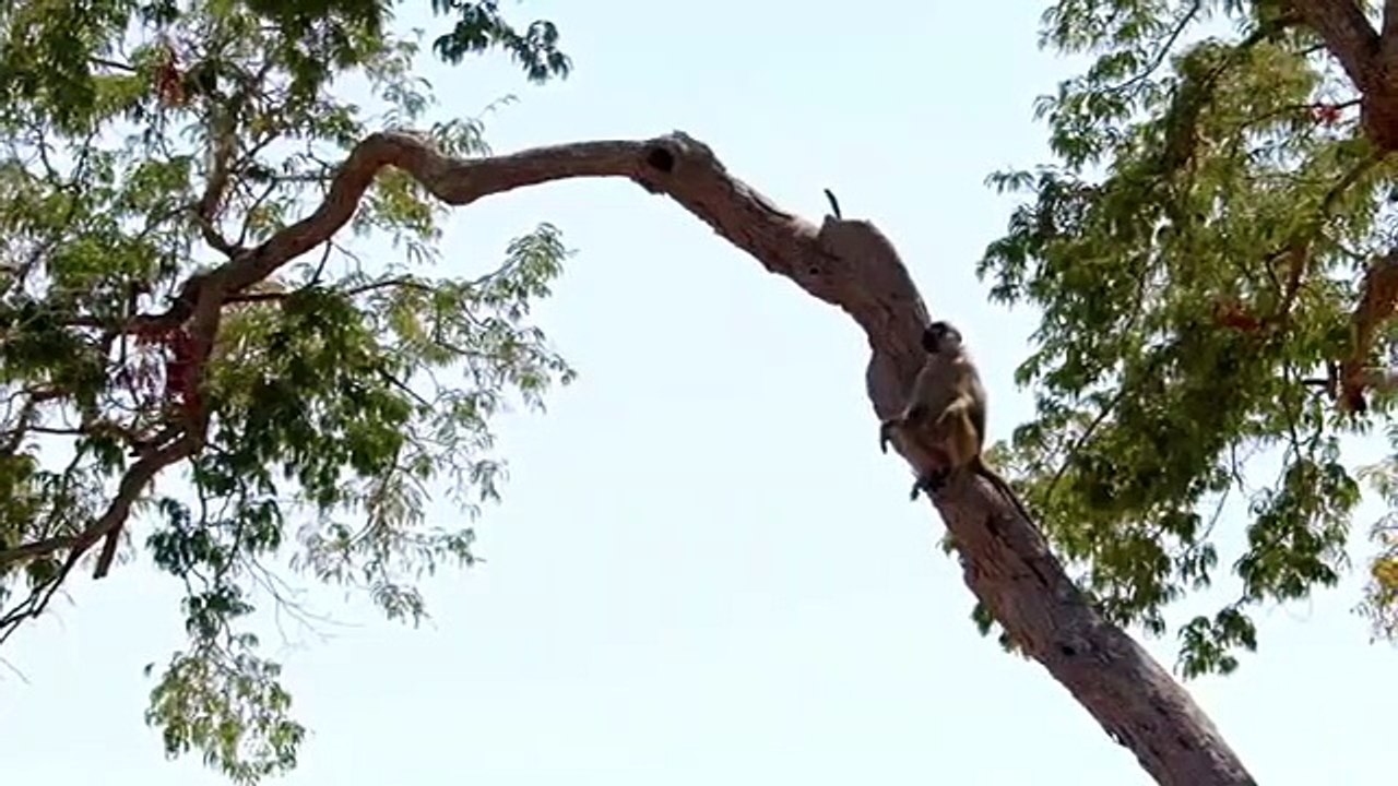 Africa's Hunters - Se1 - Ep01 - The Hungry Leopard HD Watch HD Deutsch