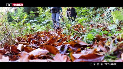 'Örümcek Ormanları' güz renkleriyle görenleri büyüledi