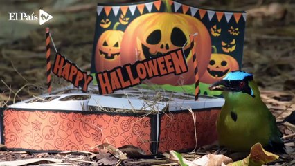 ¿Pidieron dulces? Los animales del Zoológico de Cali también festejaron Halloween