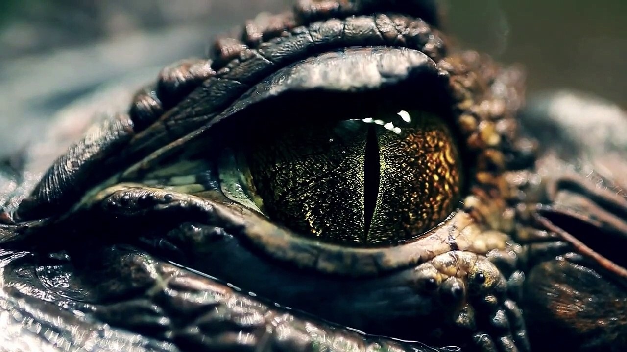 Dangerous Crocodiles _ Crocodile Attacks