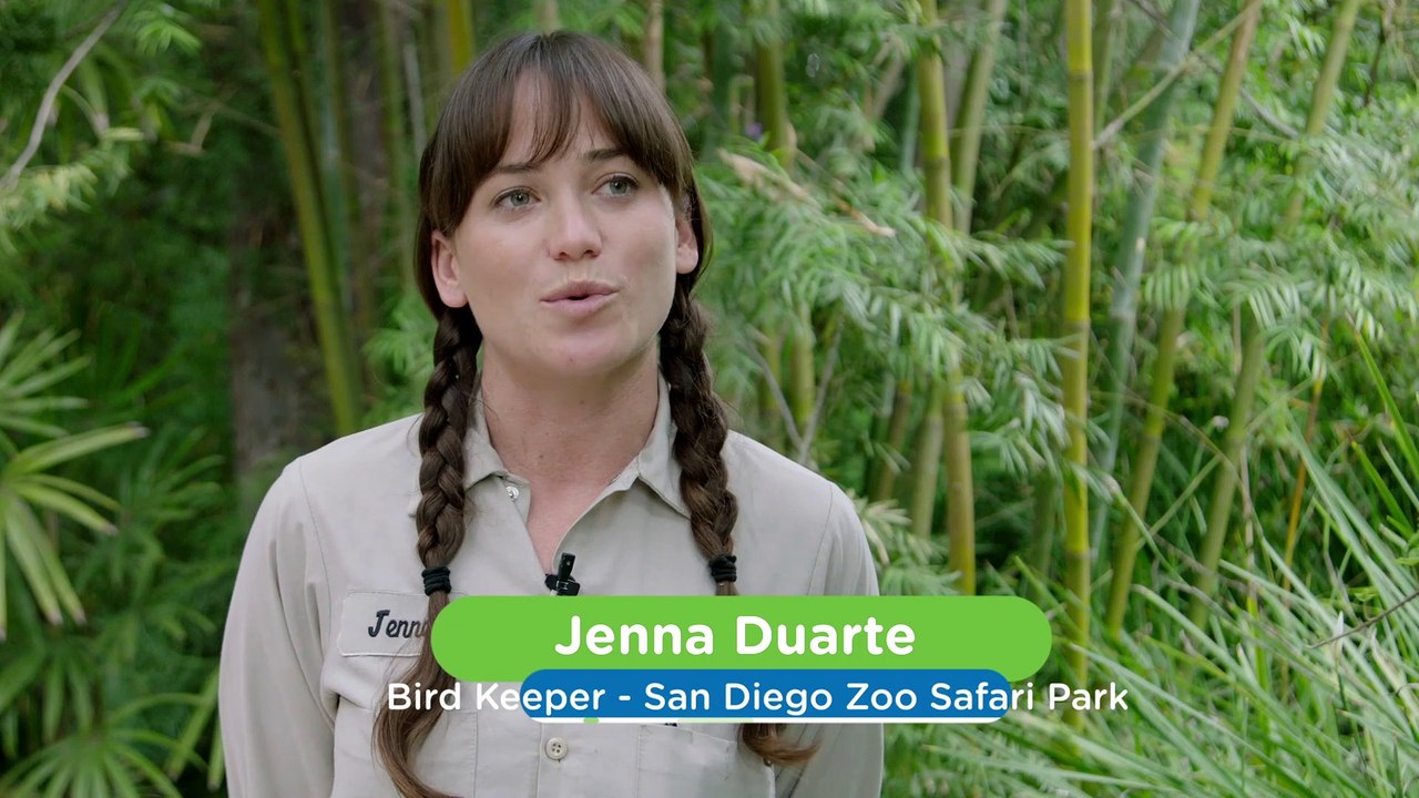 These Birds Don’t Worry About the Stingers on These Honeybees When Snaking on Them