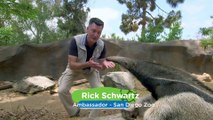 These Anteaters Eat How Many Ants and Termites Each Day?!