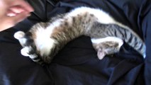 Adorable Little Cat Stretches