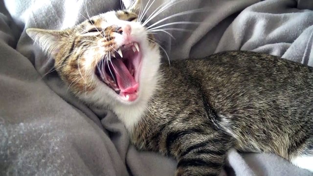 Cute Kitten Likes His Belly Tickled