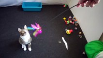 Funny Kitten Ate a Toy Feather