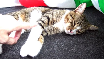 Kitten Turns Around and Stretches