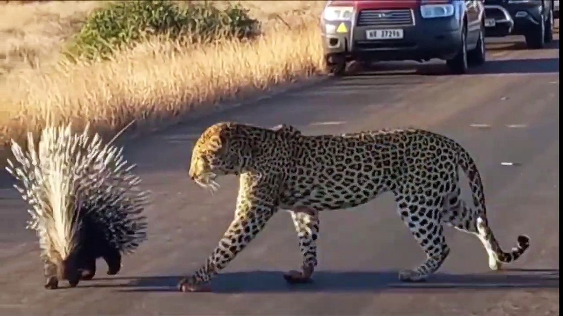 ⁣Animal Attacks _ Animals attack Animals _ Most Dangerous Animals