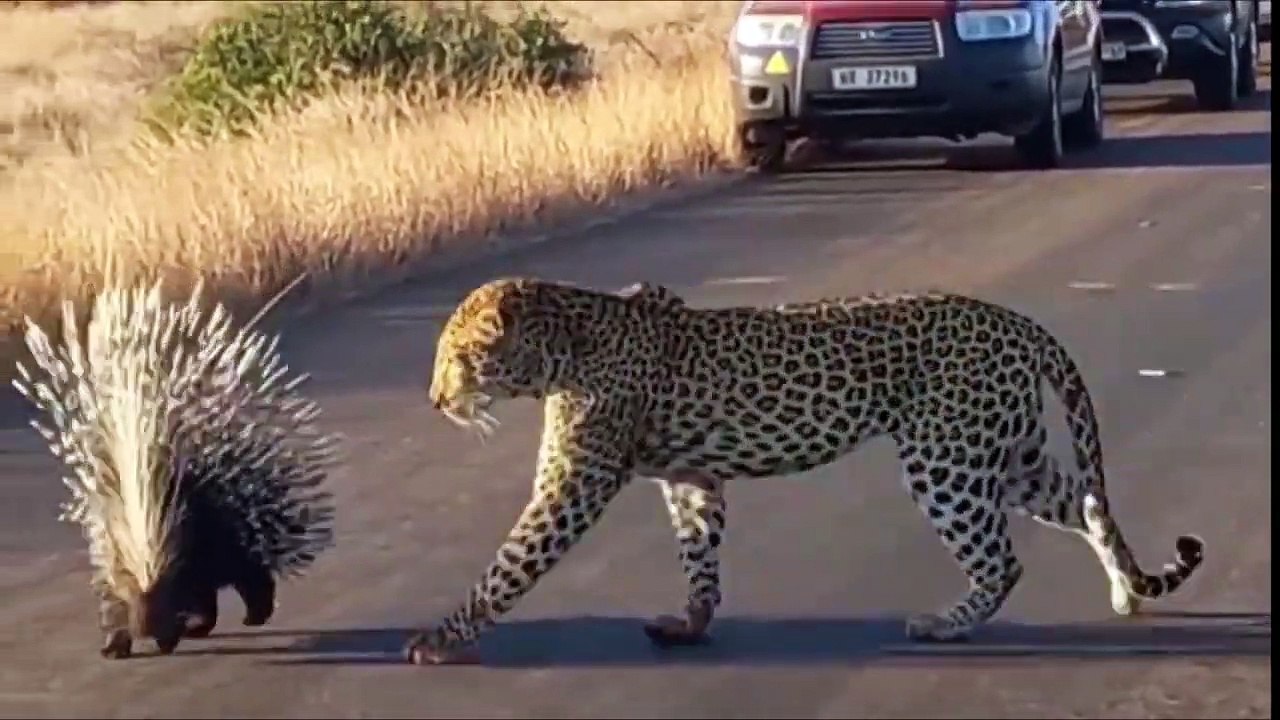 Animal Attacks _ Animals attack Animals _ Most Dangerous Animals
