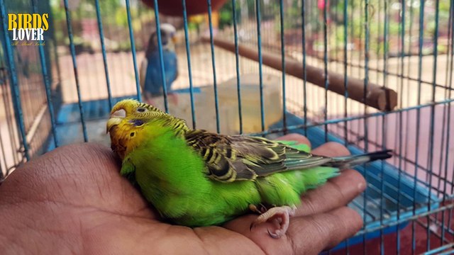 What is hospital cage. why do we need hospital cage for birds, how to make hospital cage for sick birds