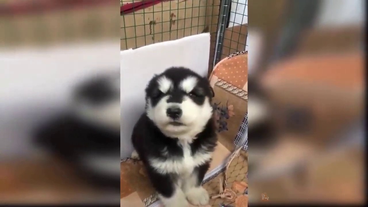 Foolish Dogs And Cute Baby Dogs Compilation Video, Part-2
