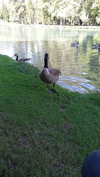 Parc du château de Vizille   Musée de la Révolution française Domaine de Vizille #vizille #châteaudevizille #parc #france #2022 (3)