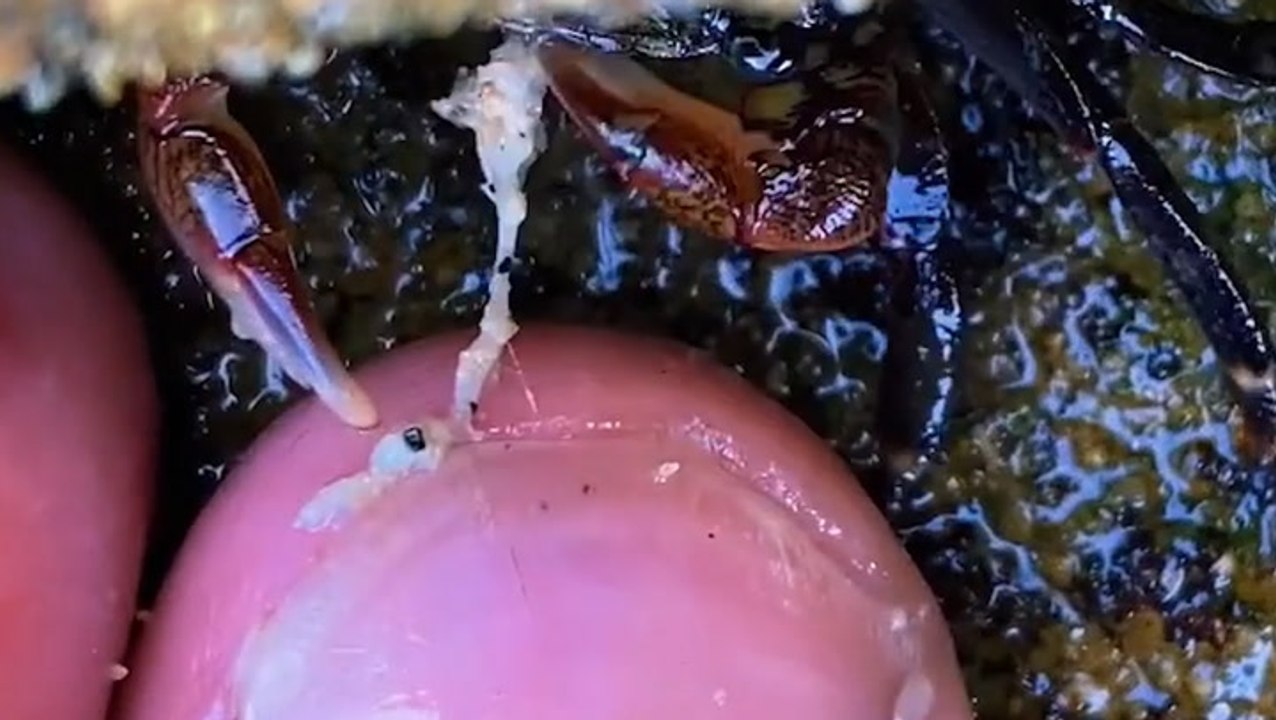 How crabs clean dead skin from toes video Dailymotion