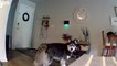 Husky Responds Hilariously to Owner's Command Via Security Camera