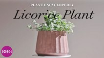Everything You Need to Know About Licorice Plants | Plant Encyclopedia | Better Homes & Gardens