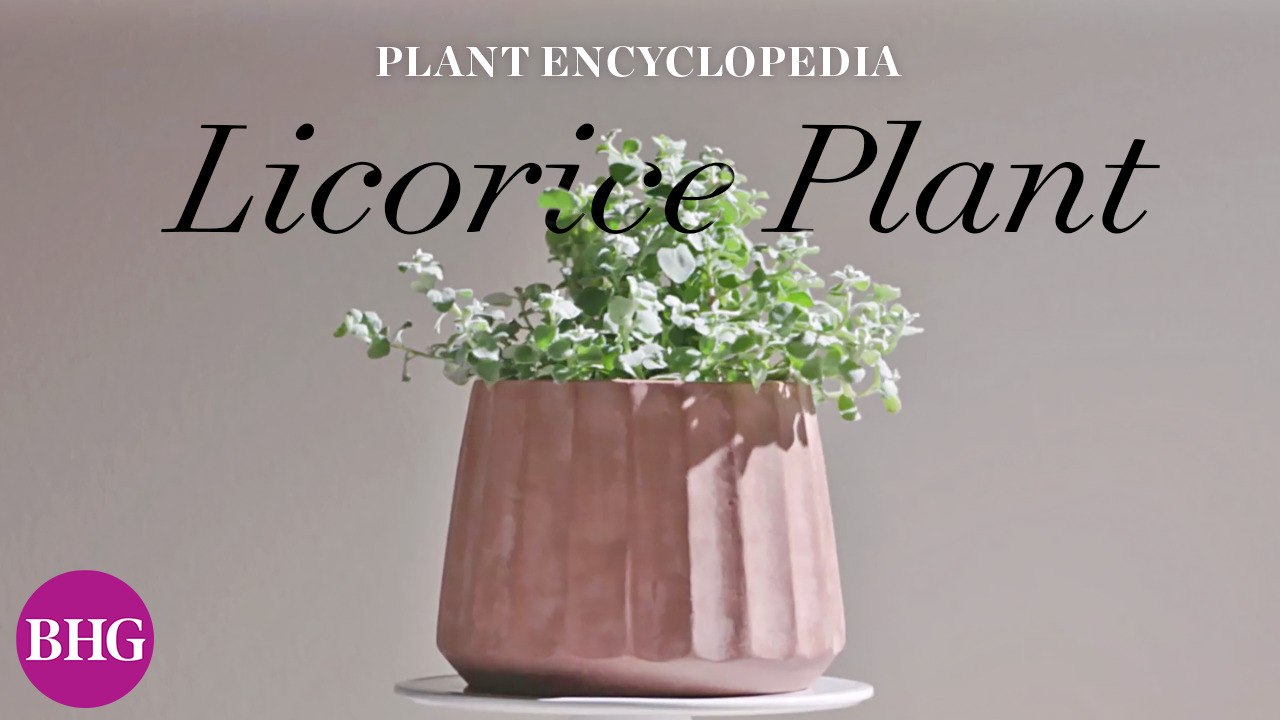 Everything You Need to Know About Licorice Plants | Plant Encyclopedia | Better Homes & Gardens