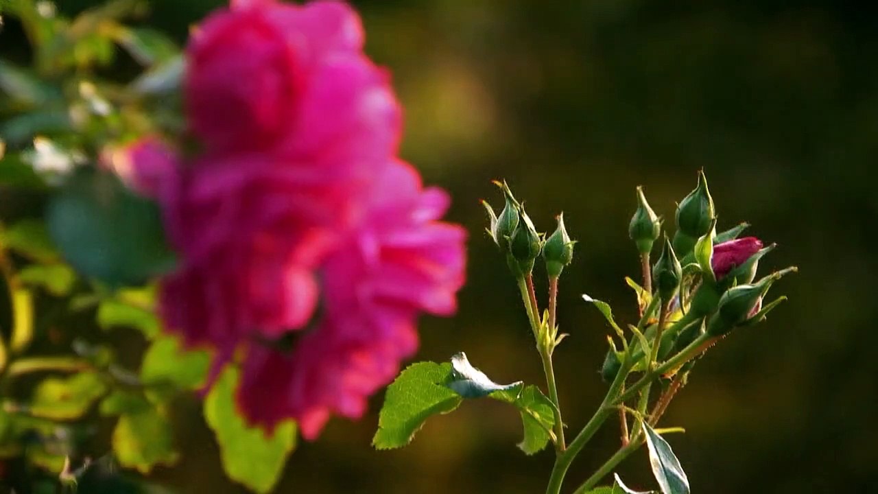 Herzflimmern - Die Klinik am See Staffel 9 Folge 14 HD Deutsch