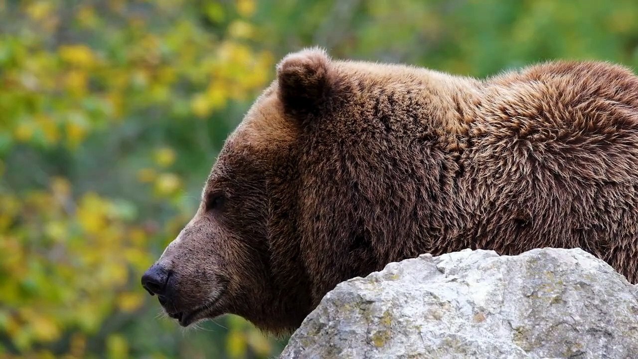 Bear