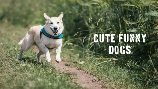 Cute funny dogs | Dogs funny video | Dogs | funny content