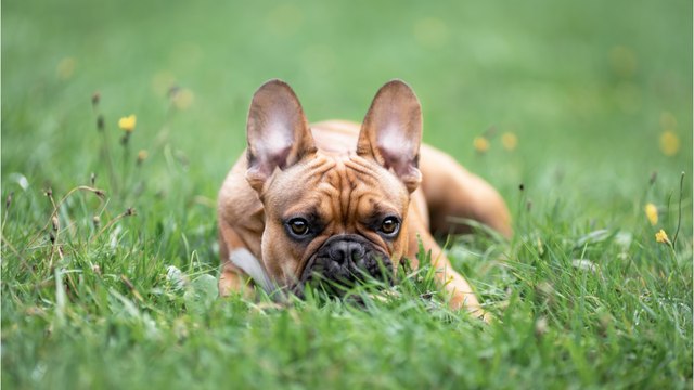 This abandoned dog waited for his cruel owners for weeks without realising they dumped him