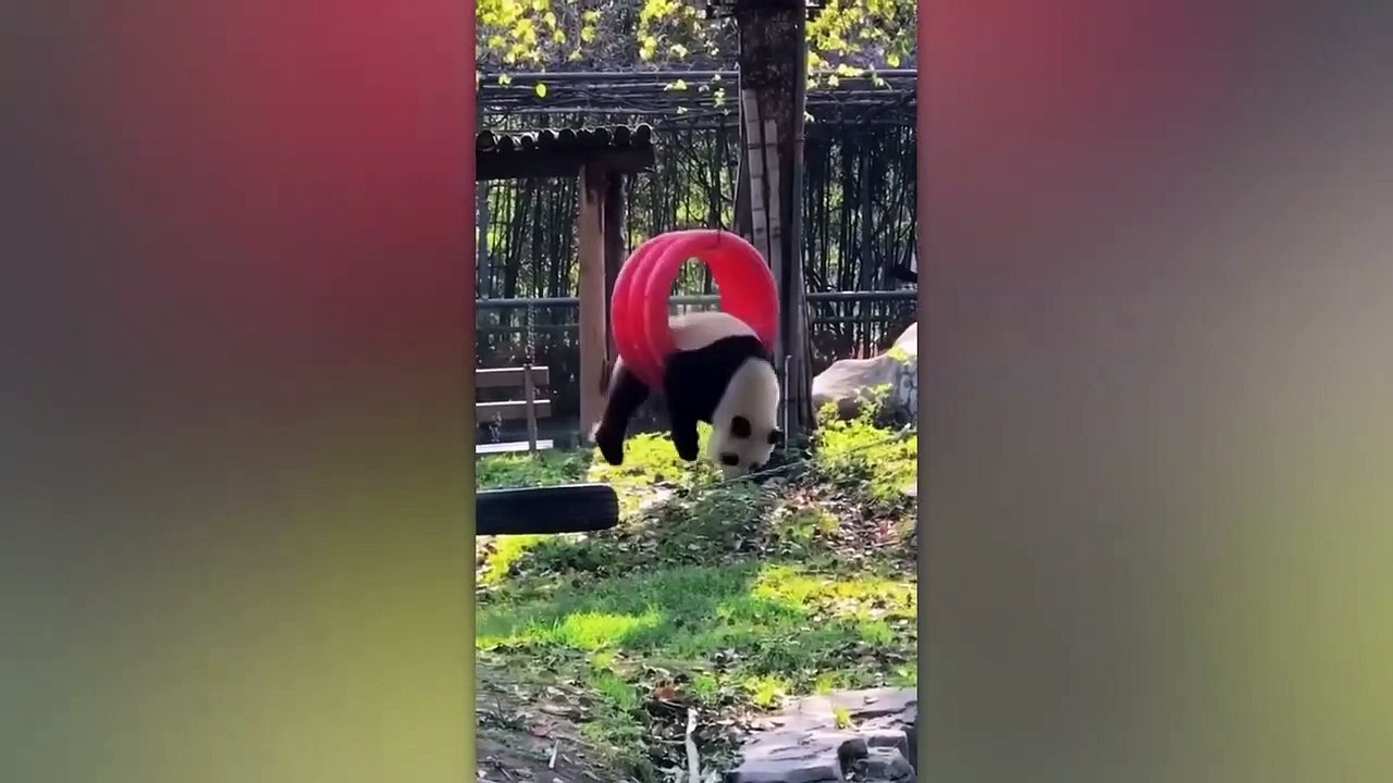 25 Fattest Animals Ever Captured on Camera(720P_HD)