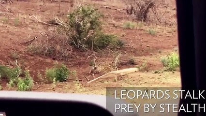 Top 10 Animals Died Tragically