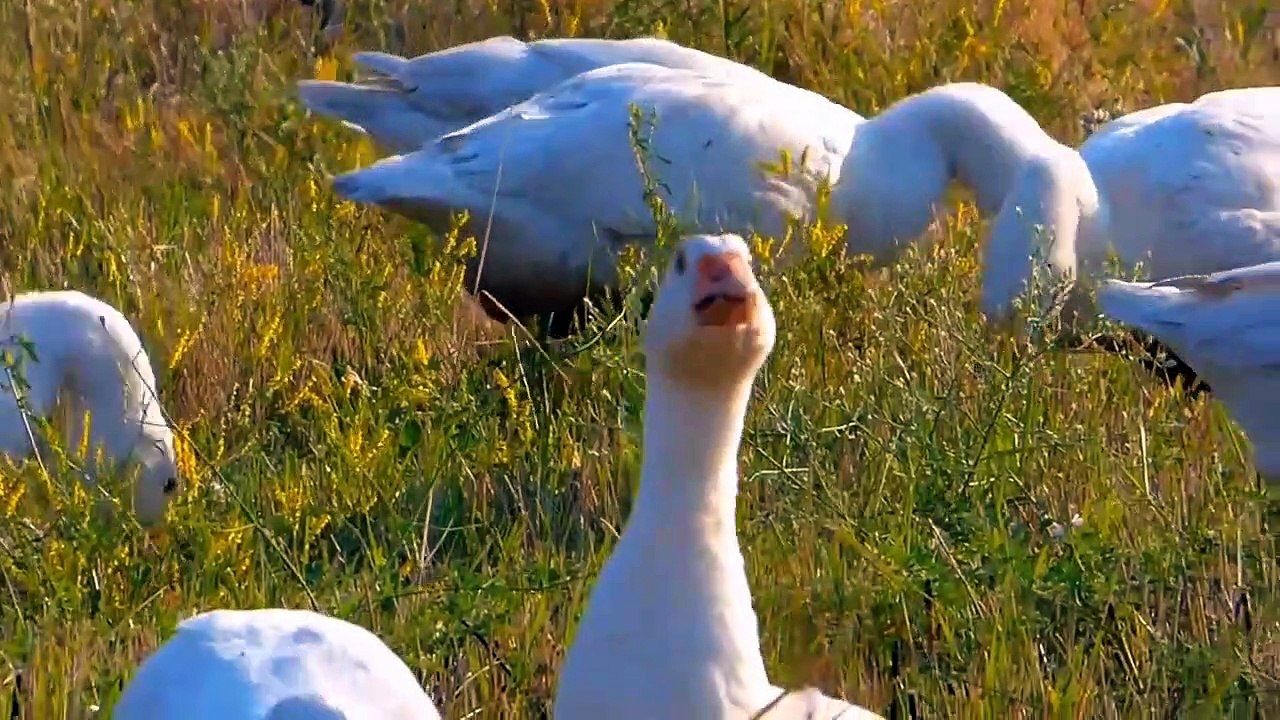 Voice animal