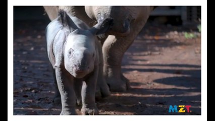 Incredible moment birth of an endangered baby rhino is captured