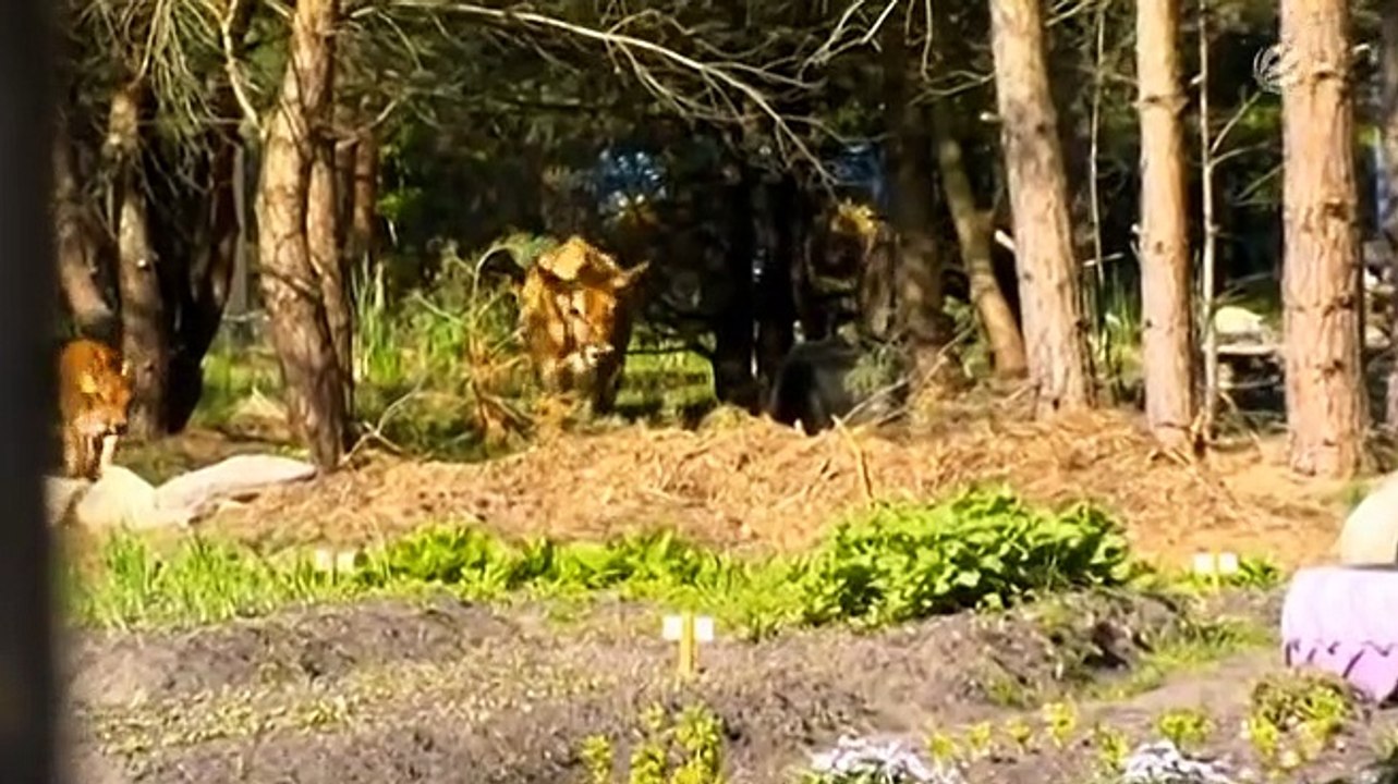 Newtopia Staffel 1 Folge 59 HD Deutsch