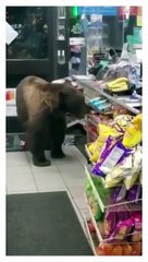 Bear stealing a snack..