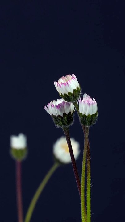 Time lapse 7