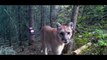 Tracking Notes : The Secret World of Mountain Lions