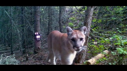 Tracking Notes : The Secret World of Mountain Lions