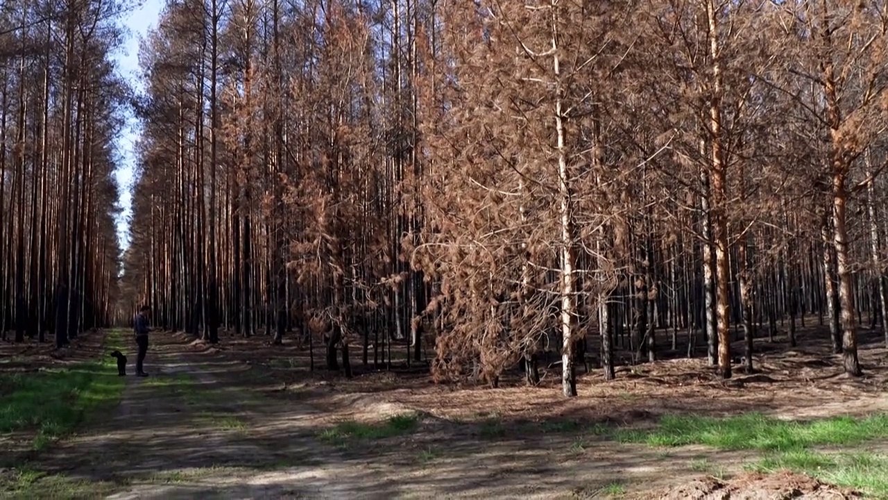 Nach den Bränden: Wie geht es weiter mit dem Wald in Brandenburg?