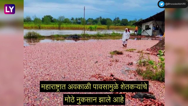 Wet Drought: ओला दुष्काळ जाहीर करण्याची मागणी, आज ऑनलाईन ट्रेंड मोहीम राबवणार