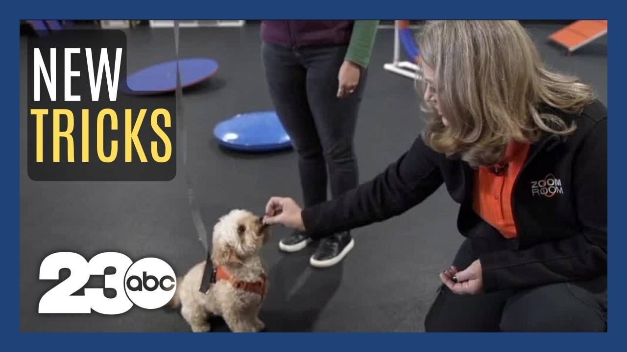 Training tips for newly adopted dogs