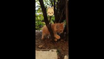 Cat Baby Cute Cat |  Cute Animal Cat Video | Cat Lover 4k 2022