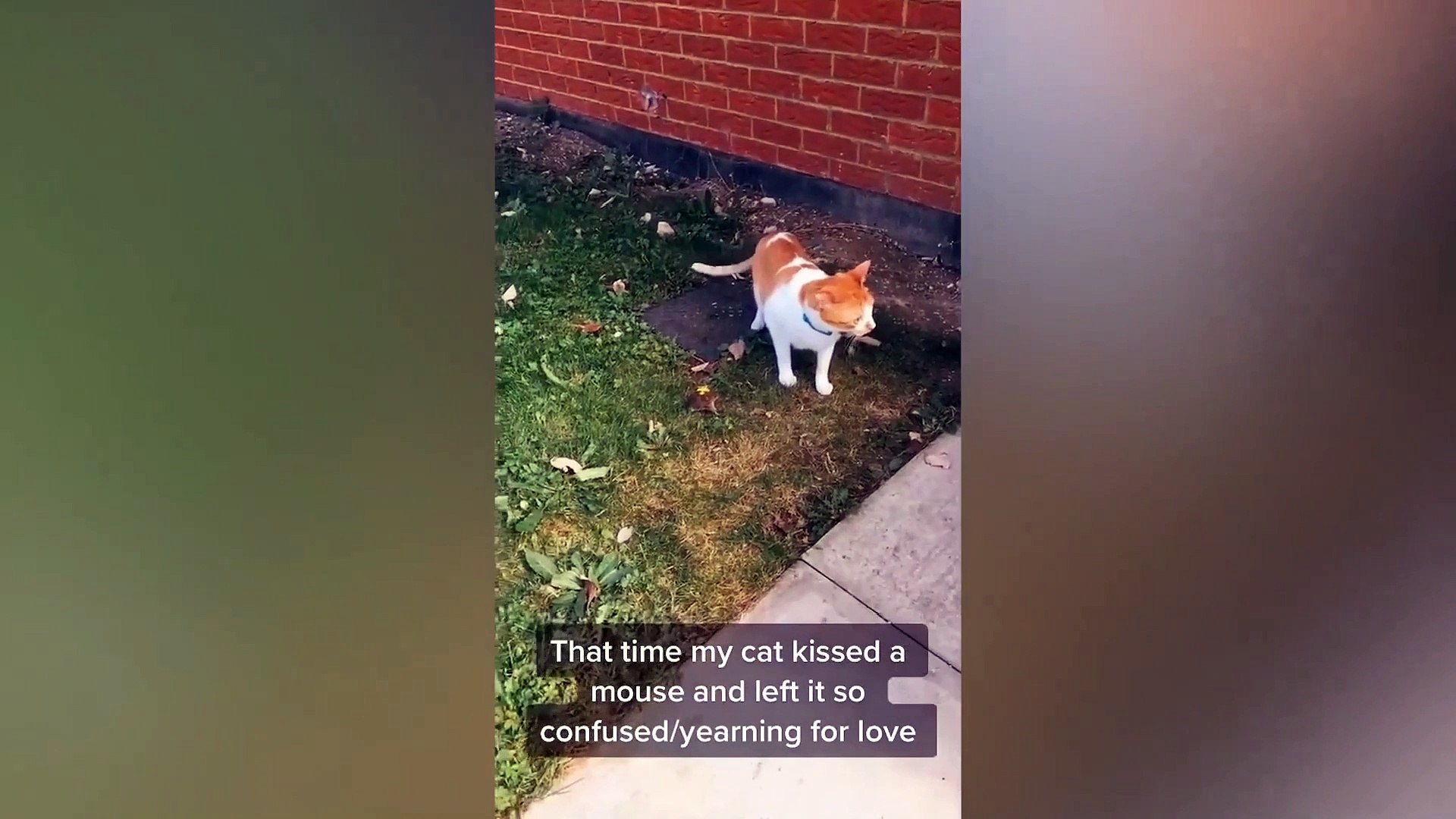 ⁣Funny animals 2022|| comedy animals video || cute animals video 2022