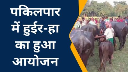मधेपुरा: पकिलपार में हुईर-हा का हुआ आयोजन, अरुण यादव का भैंस बना विजेता