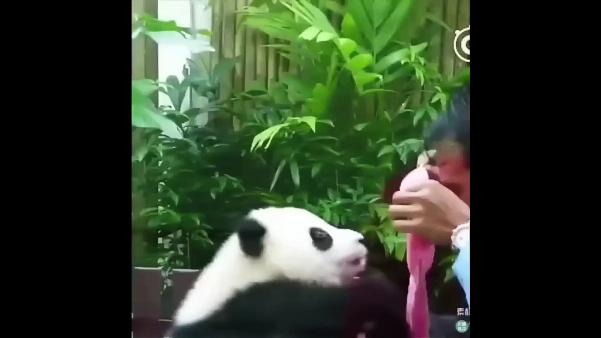 ⁣Funny Animals - Cute Animals #2