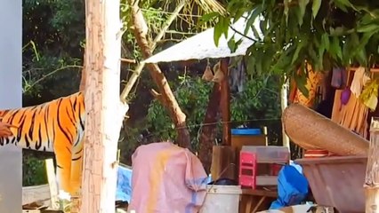 Funniest Dogs  - Don't try to hold back Laughter  - Funny Dogs Life