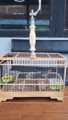 Burung prenjak master