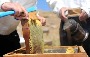 Yurt dışında kilosu 500 Dolar : Eğriçayır yaylası balının Anti Mikrobiyal olduğu tescillendi