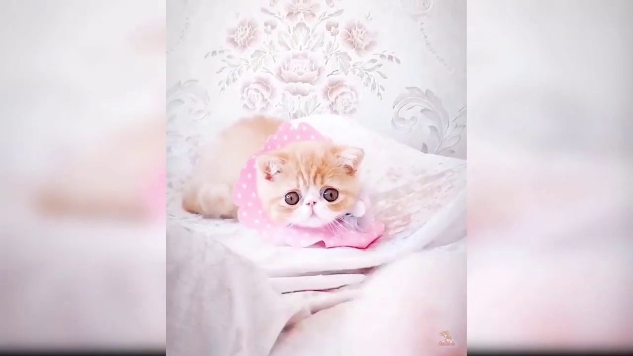 Baby Cats - Funny and Cute Baby Cat Videos Compilation
