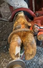 horse hoof cleaning trick
