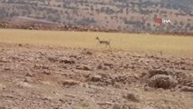 Teröristlerden temizlenen Cudi Dağı, ceylanlarla şenlendi