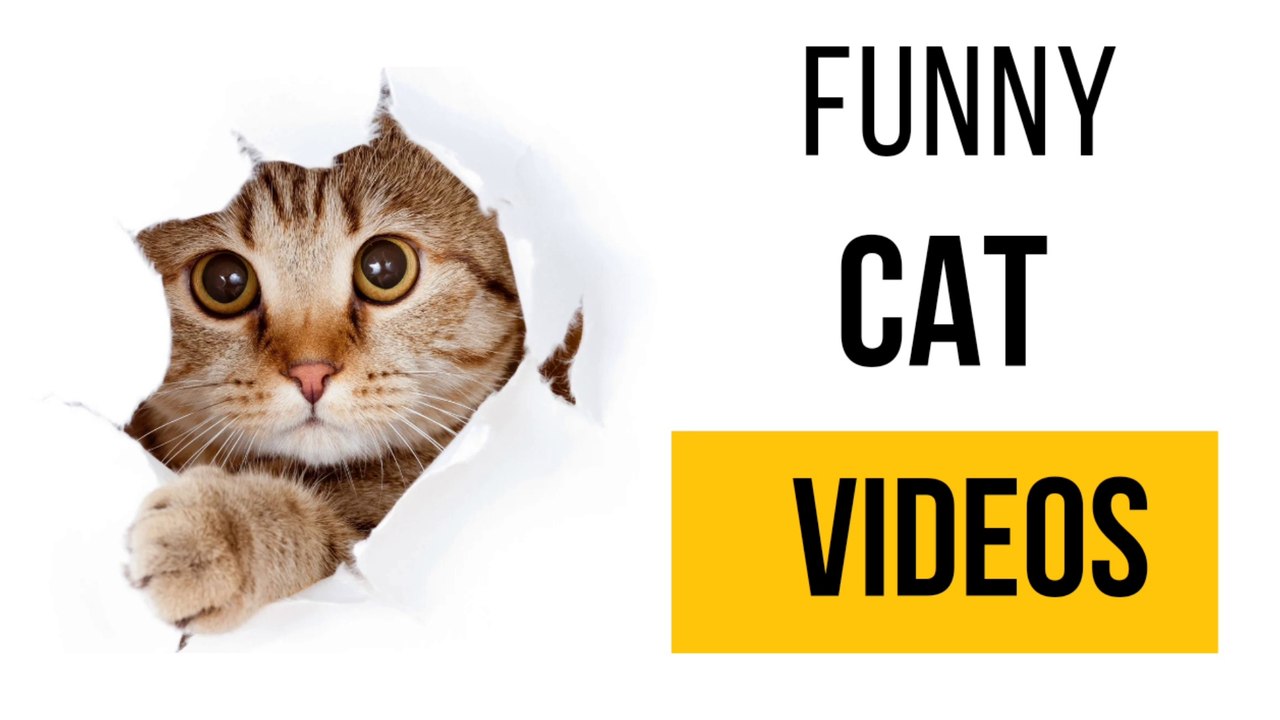 funny video || funny || try not to laugh || cat || animals || funny videos cats || funny animal videos || funny animals || cat video || funny video || try not to laugh || funny || funny cats || cute animals