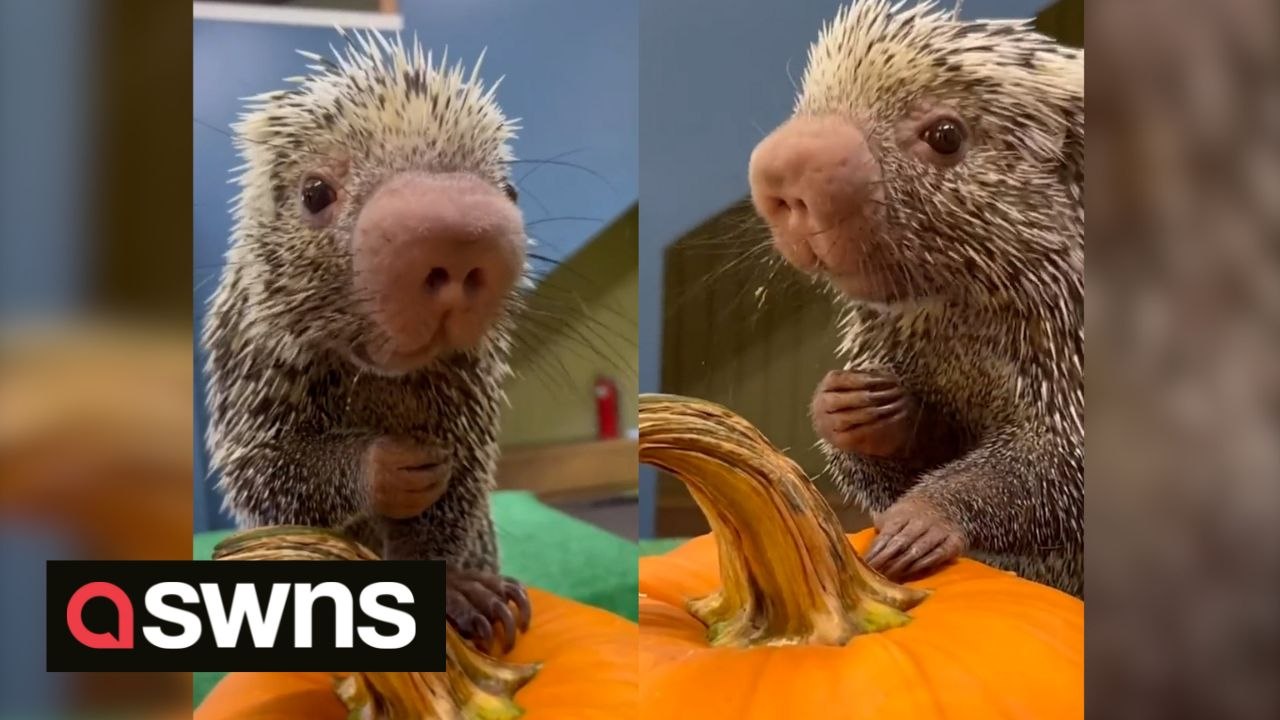 Adorable video shows Rico the porcupine munching on a pumpkin