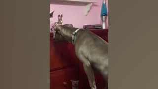 Can You Watch These Funny Cats and Dogs Without Laughing_