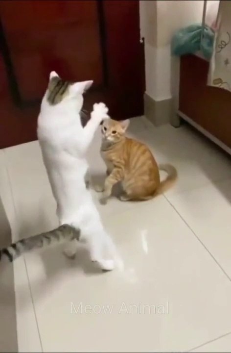 KUMPULAN KUCING LUCU