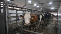 Explotaciones lácteas en Macedonia del Norte, abocadas a la bancarrota